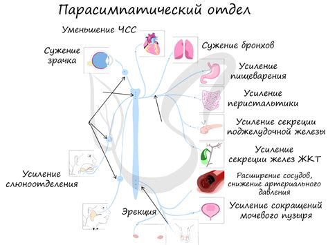 Расстройства желчегонной системы