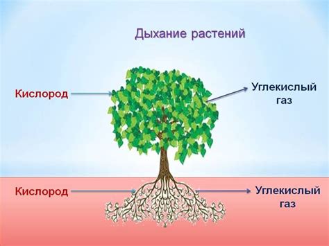 Растение без дыхания: что происходит?