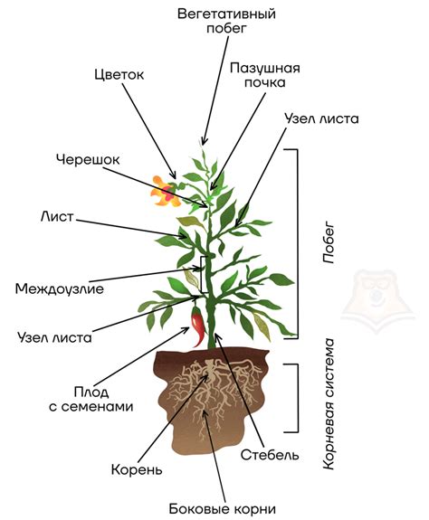 Растения и их строение