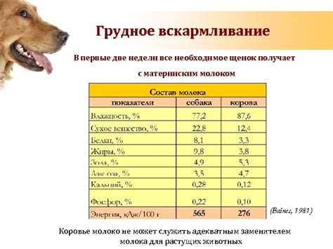 Рацион овчарки: основные принципы