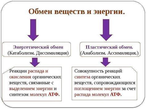 Реакции ассимиляции и диссимиляции: различия и примеры