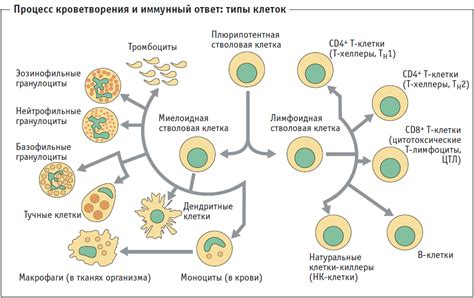 Реакция иммунной системы: Стимуляция или подавление