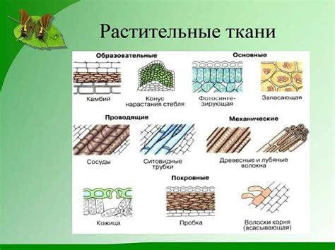 Реакция на различные типы тканей