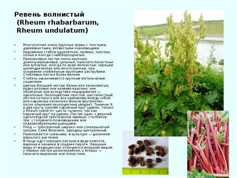 Ревень: полезные свойства и применение