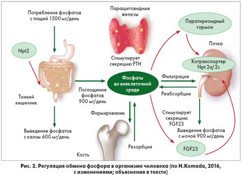 Регулирование кальциевого обмена