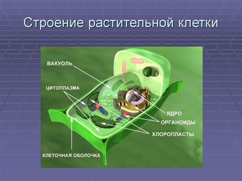 Регулирование формы клетки с помощью молекул