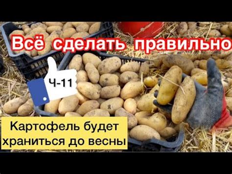 Регулярная проверка и уход за картошкой