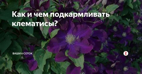 Регулярность подкормки