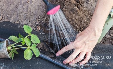 Регулярный полив для предотвращения горечи