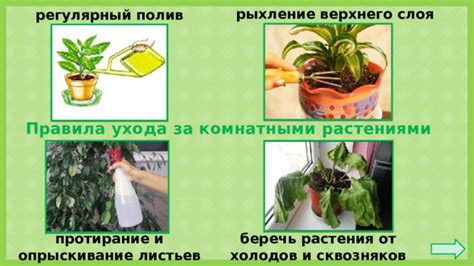 Регулярный полив и увлажнение