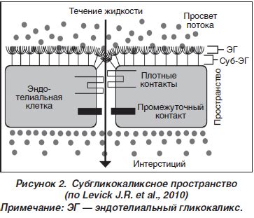 Регуляторная роль гликокаликса