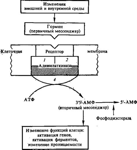 Регуляция аппетита и метаболизма прогестероном