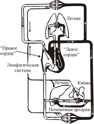 Регуляция внутренней среды