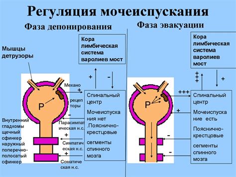 Регуляция внутренних органов