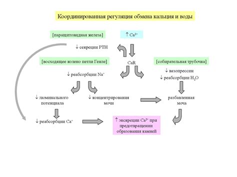 Регуляция водно-солевого баланса