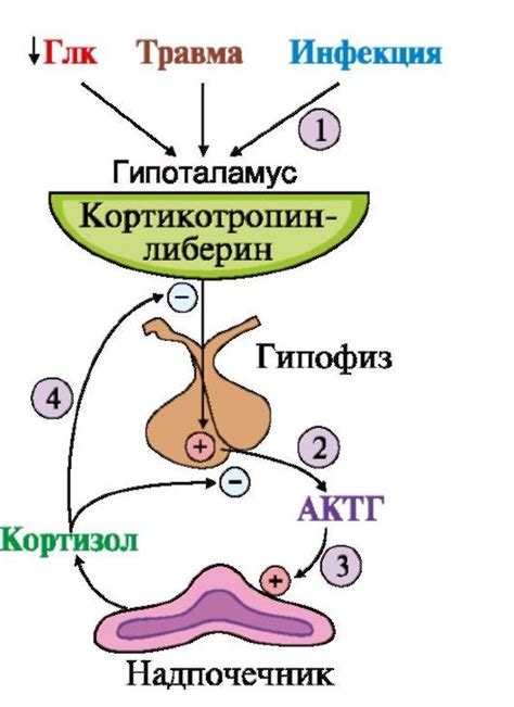 Регуляция выделения гормонов