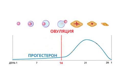 Регуляция гормона ГСПГ в организме женщин