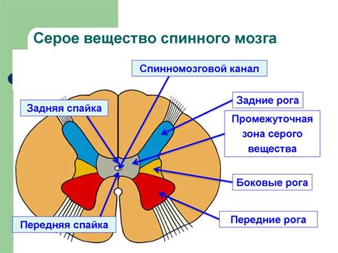 Регуляция двигательной активности через серое вещество спинного мозга