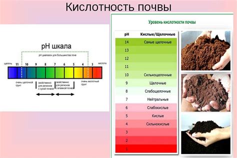 Регуляция кислотности