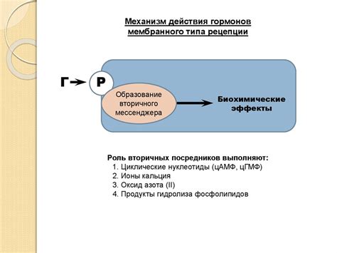 Регуляция метаболических процессов клетки при помощи пептидогликана