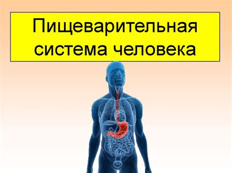 Регуляция пищеварительной системы