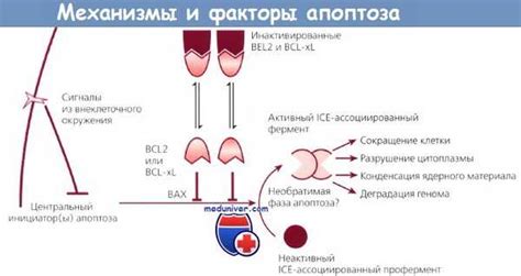 Регуляция программированной гибели клеток: ключевые факторы