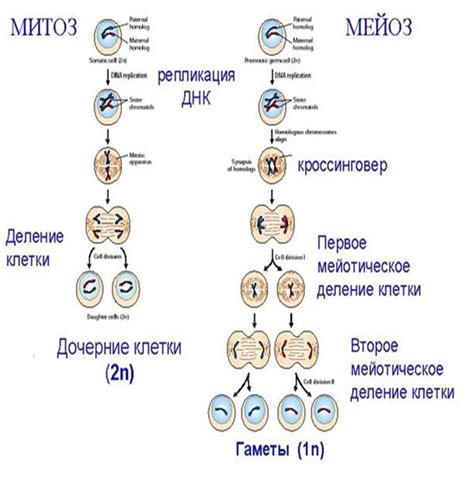 Регуляция протекания митоза