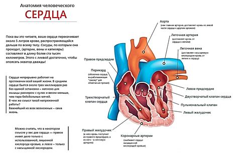 Регуляция сердечно-сосудистой системы