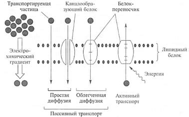 Регуляция транспорта веществ через ядерную оболочку