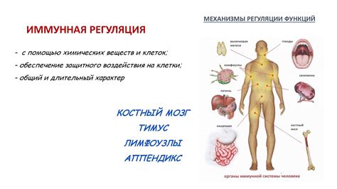 Регуляция функций организма при помощи белков