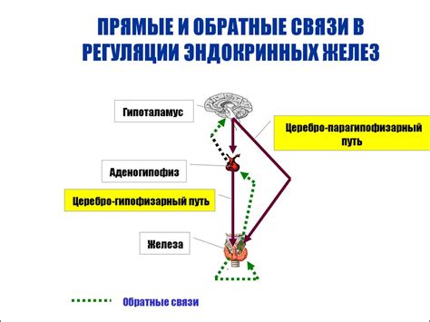 Регуляция центральной нервной системы