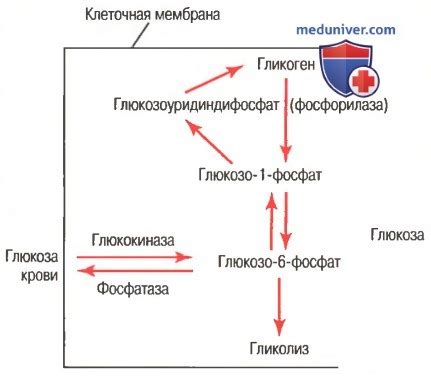 Регуляция частичной окислительной деградации глюкозы