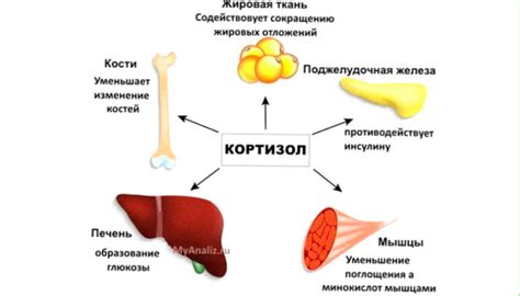 Рекомендации по предотвращению кортизолового живота