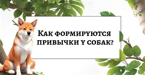 Рекомендации по предотвращению этой привычки у собак