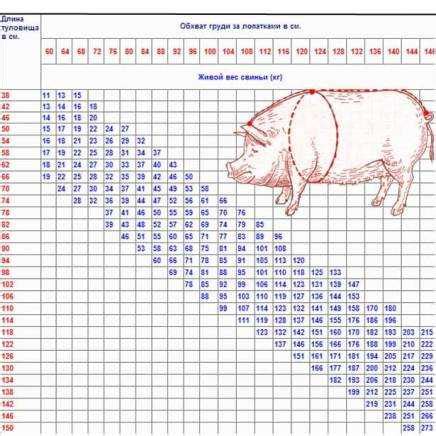 Рекомендации по улучшению роста поросят