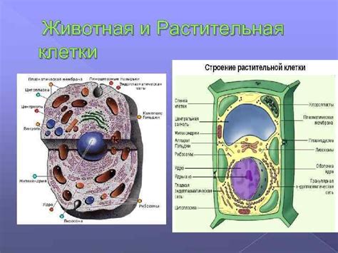 Репродуктивные возможности промежуточной клетки