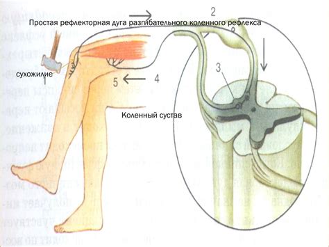 Рефлекс: определение и суть явления