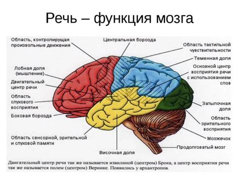 Речевые функции левой половины мозга