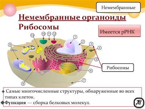 Рибосомы, фабрики белковых молекул