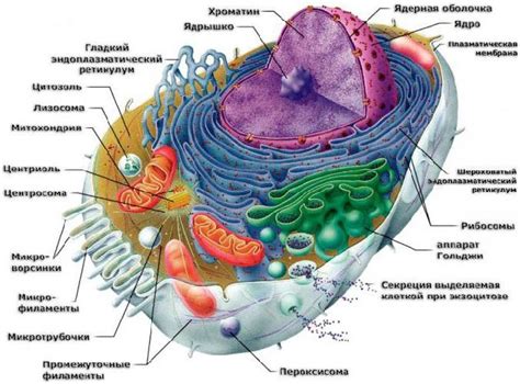 Рибосомы и цитоплазма