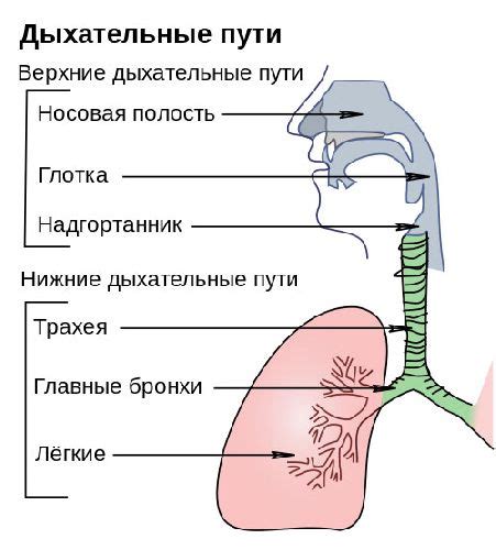 Ринит и его влияние на дыхательные пути