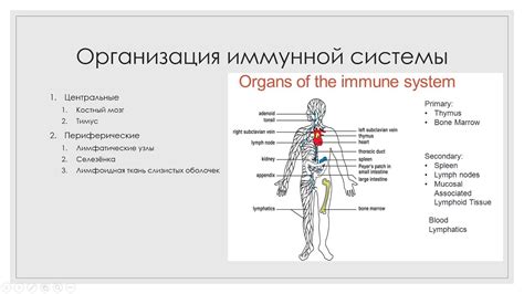 Риск для силы иммунной системы