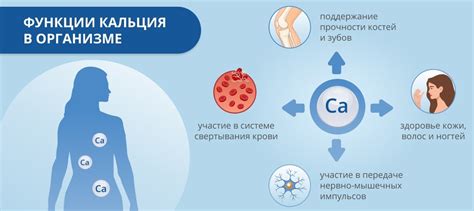 Ролевая функция кальция