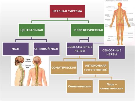 Ролевая функция нервной системы