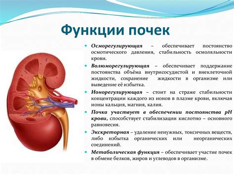 Ролевая функция почек в организме