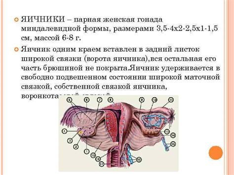 Ролевые особенности половой системы