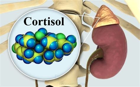 Роли кортизола в организме