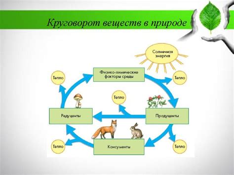 Роли организмов в ярусных системах