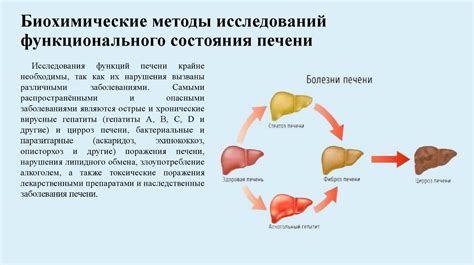 Роль ГГТ в оценке функционального состояния печени