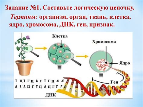 Роль ДНК в хранении наследственной информации